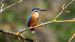 1-Martin-pêcheur d&rsquo;Europe | Alcedo atthis | Common Kingfisher